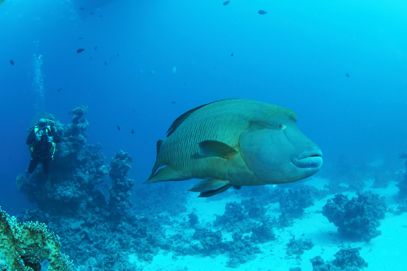 Рыба Наполеон Мальдивы